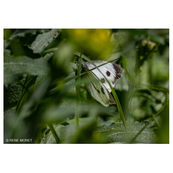 PHOTO84, CLUB, 84 , LUBERON